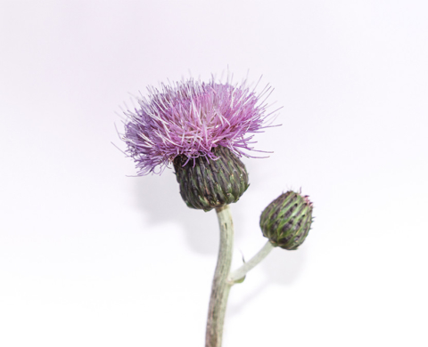 Thistle and weeds